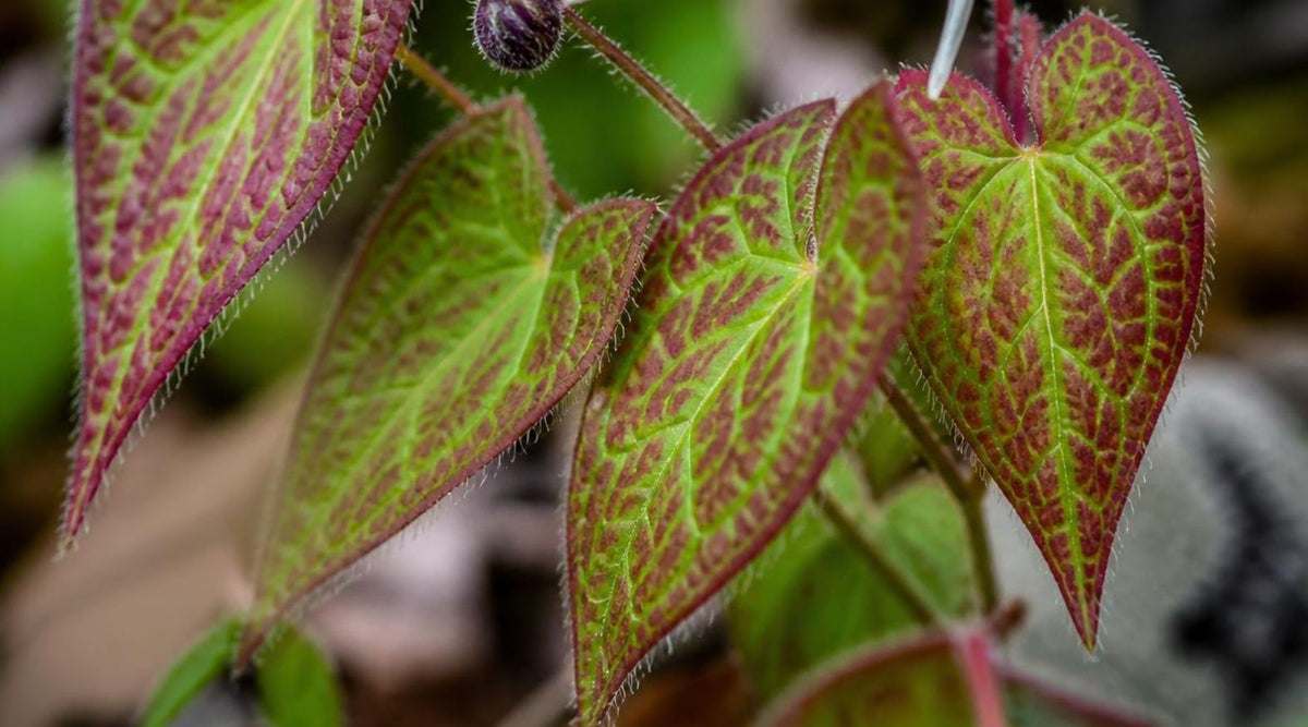 Horny Goat Weed (Epimedium spp.)