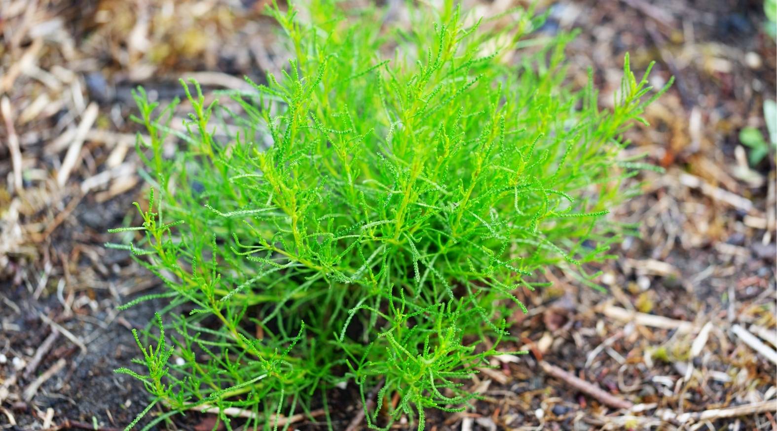 Bright green horsetail (Equisetum arvense) plant with fine, feathery, segmented stems growing low to the ground in a natural soil setting.