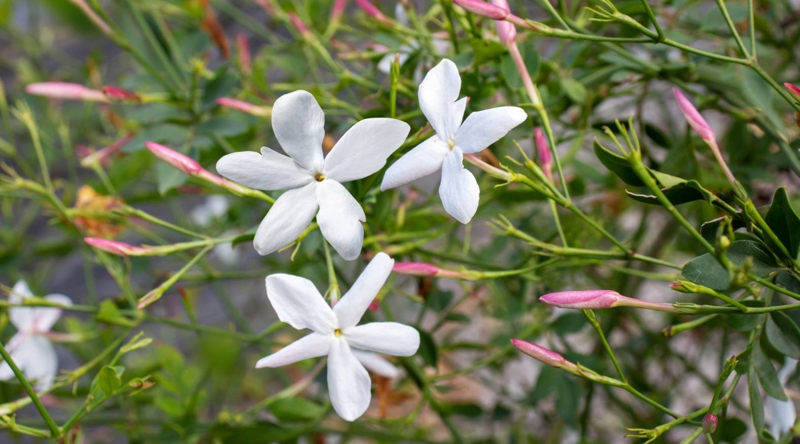 Delicate white jasmine (Jasminum officinale) flowers with star-shaped petals surrounded by slender green stems and pink unopened buds.
