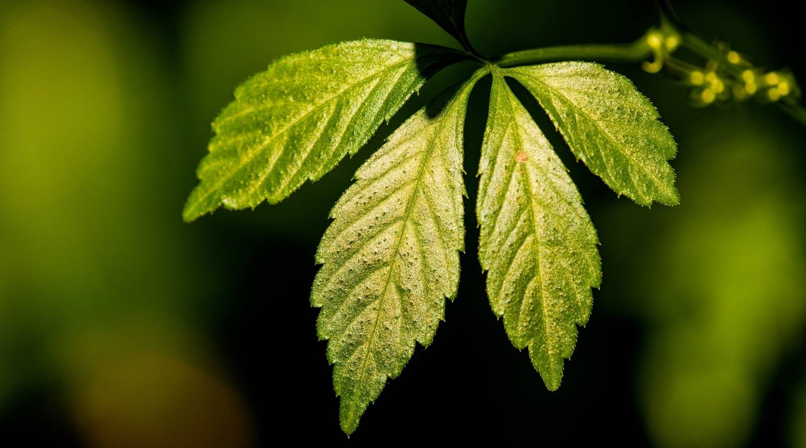 Jiaogulan (Gynostemma pentaphyllum) leaves showing their serrated edges and five-part leaf structure, highlighted by soft natural light.