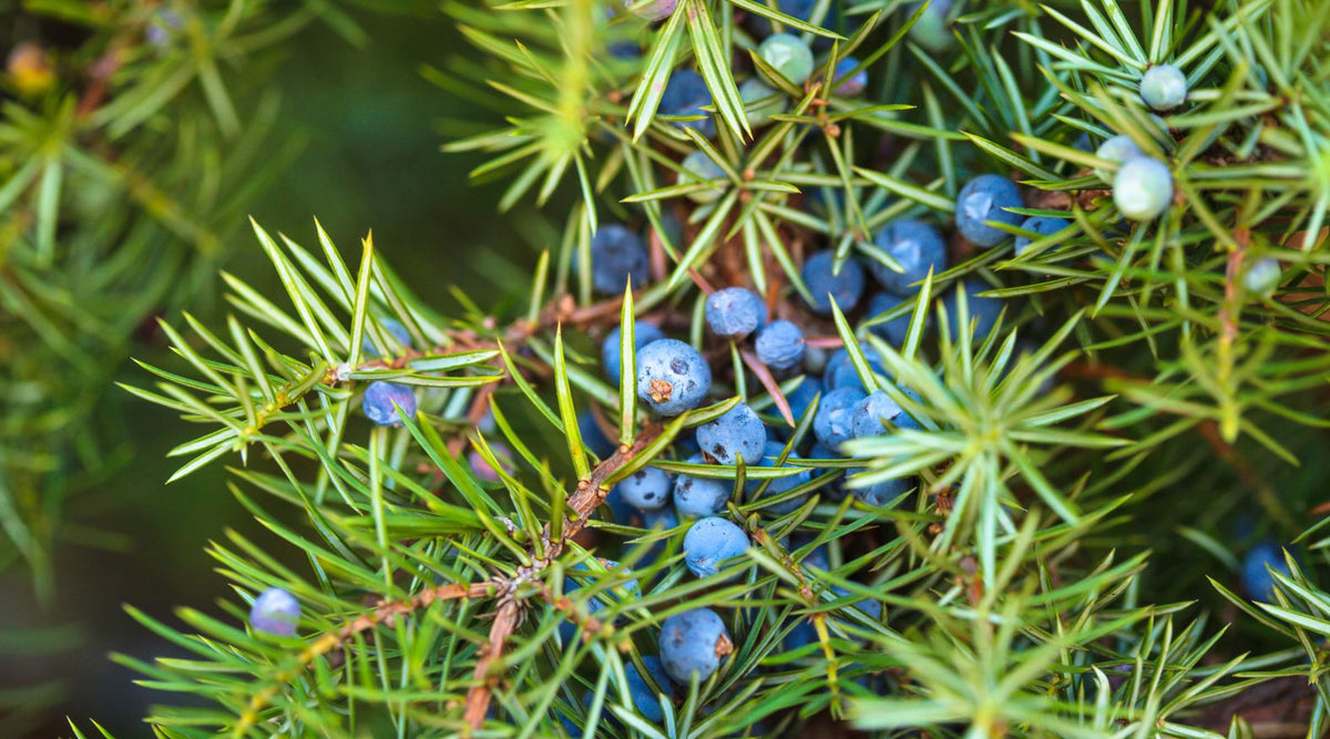 Juniper (Juniperus communis)