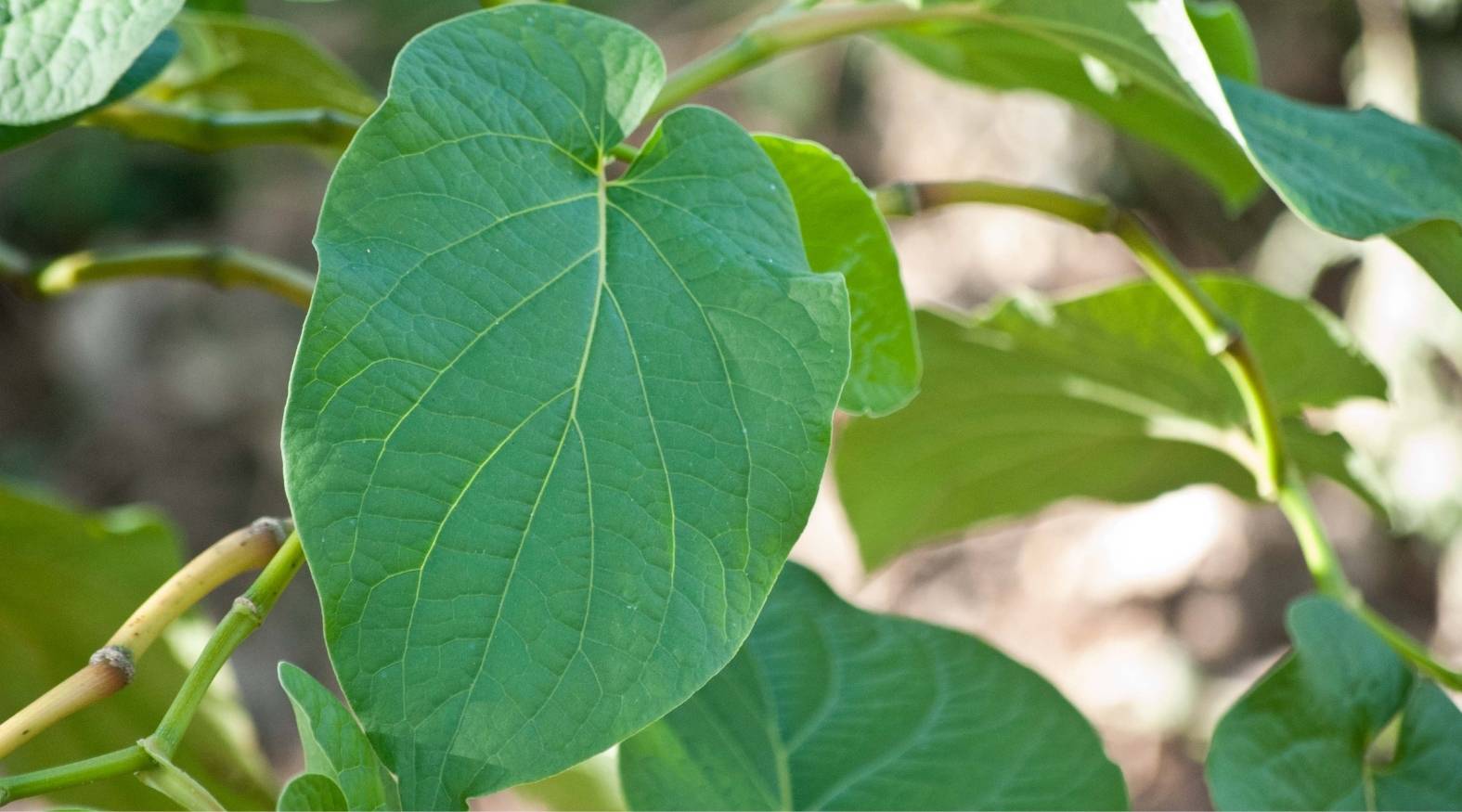 Kava (Piper methysticum) leaves showing their broad, heart-shaped form and prominent vein pattern on smooth green surfaces.