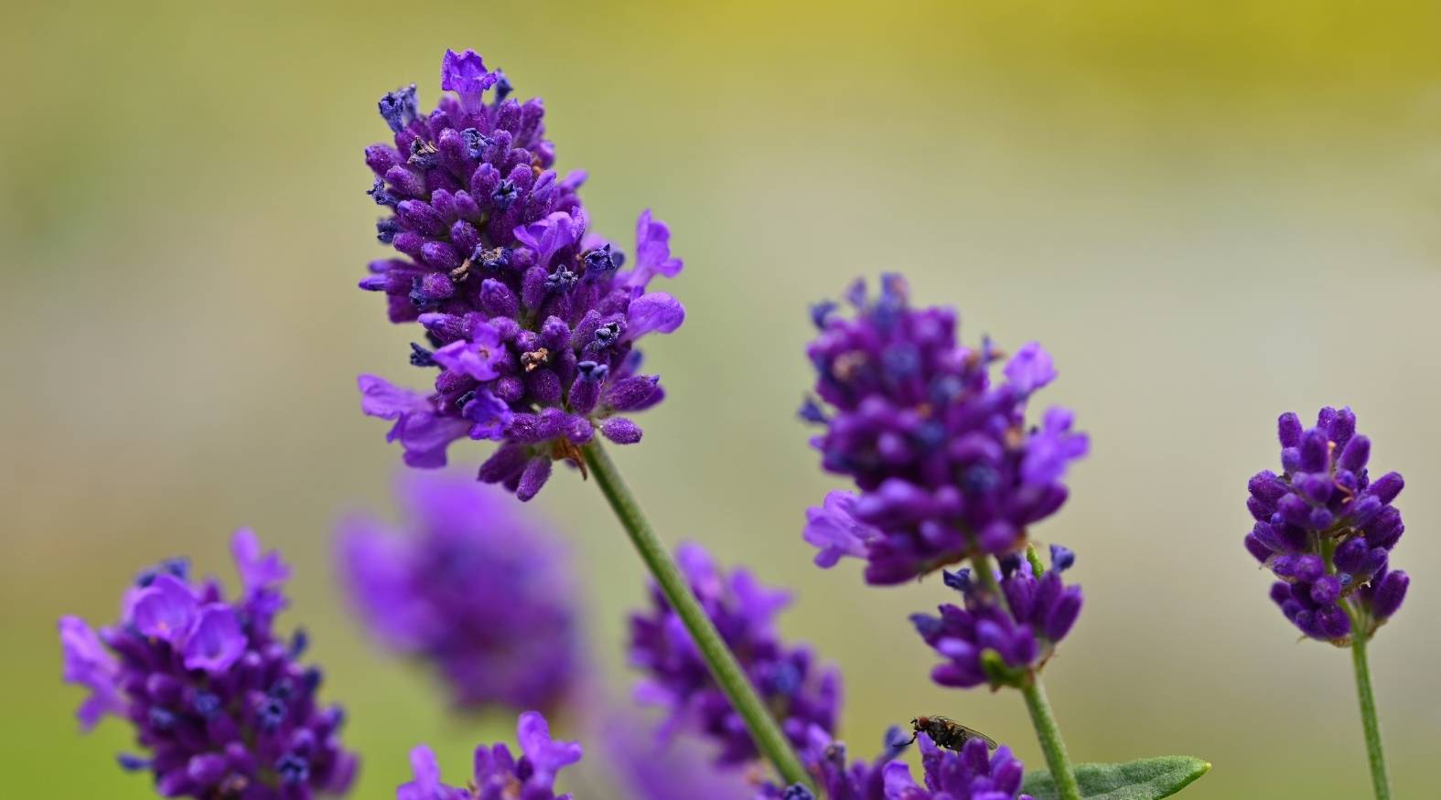 Lavender (Lavandula angustifolia) flower spikes with rich purple blossoms clustered along slender stems, set against a softly blurred background.