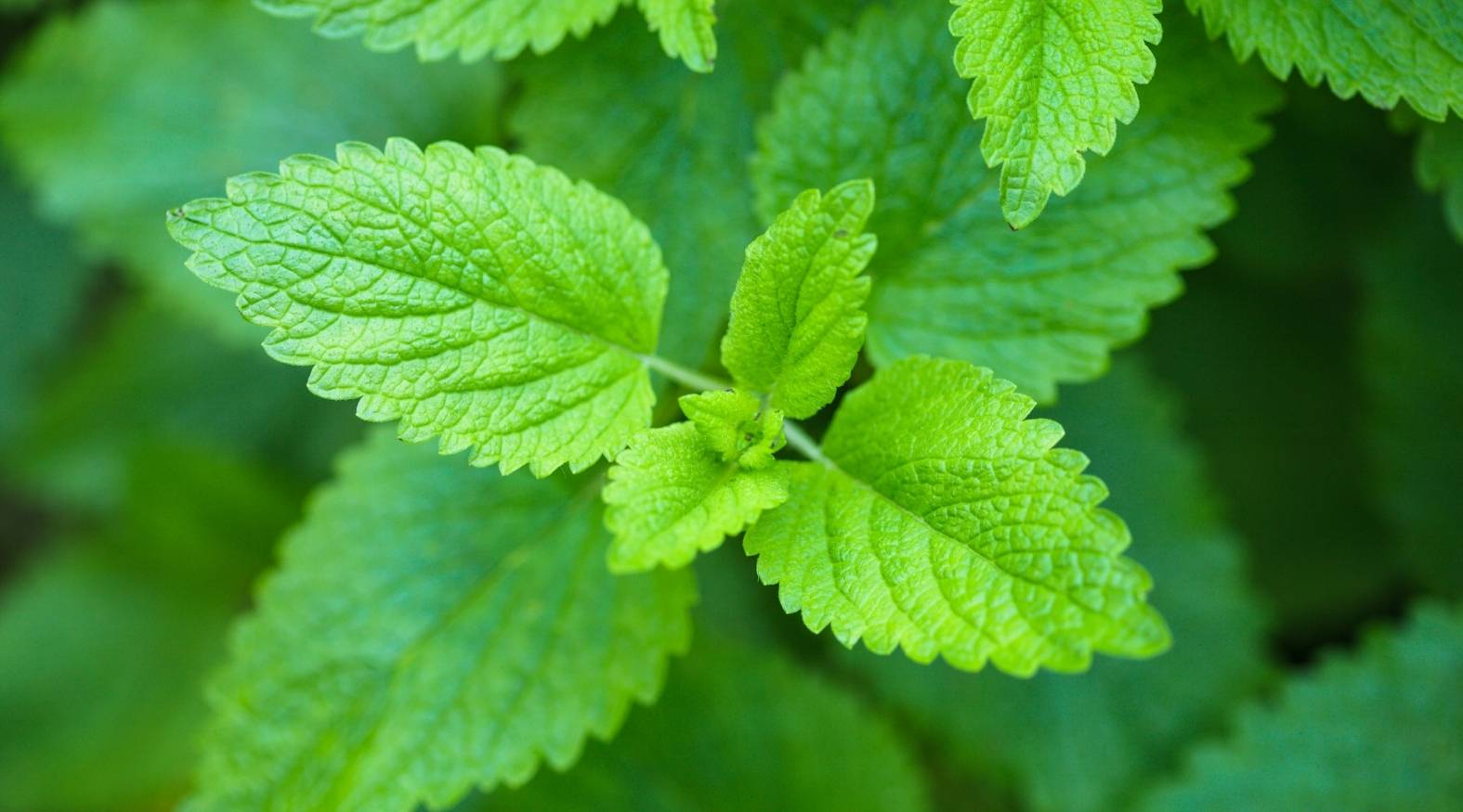 Lemon balm (Melissa officinalis) leaves showing bright green, softly textured foliage with gently serrated edges and a fresh, vibrant appearance.