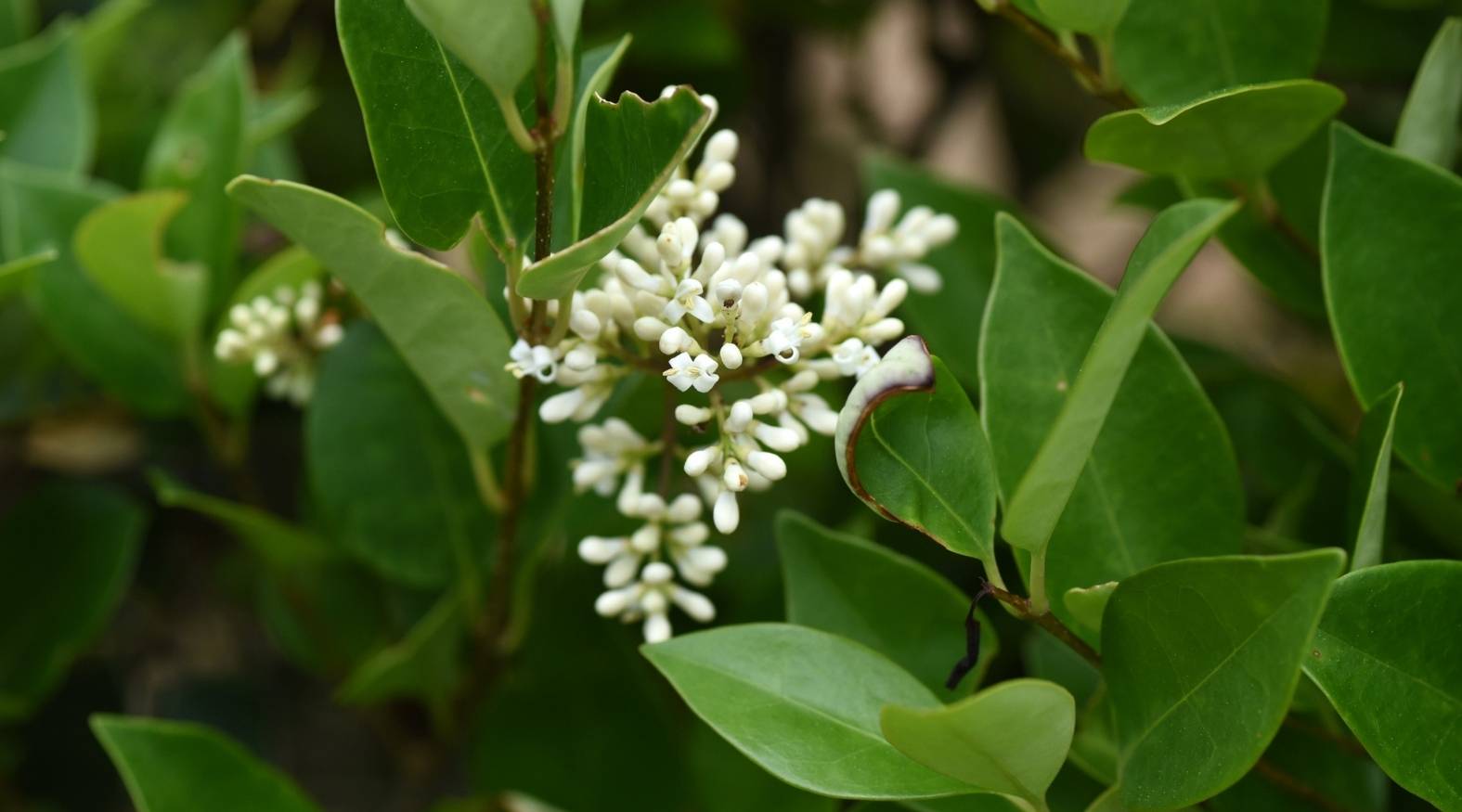 Lemon myrtle (Backhousia citriodora) with glossy green leaves and small white flowers.