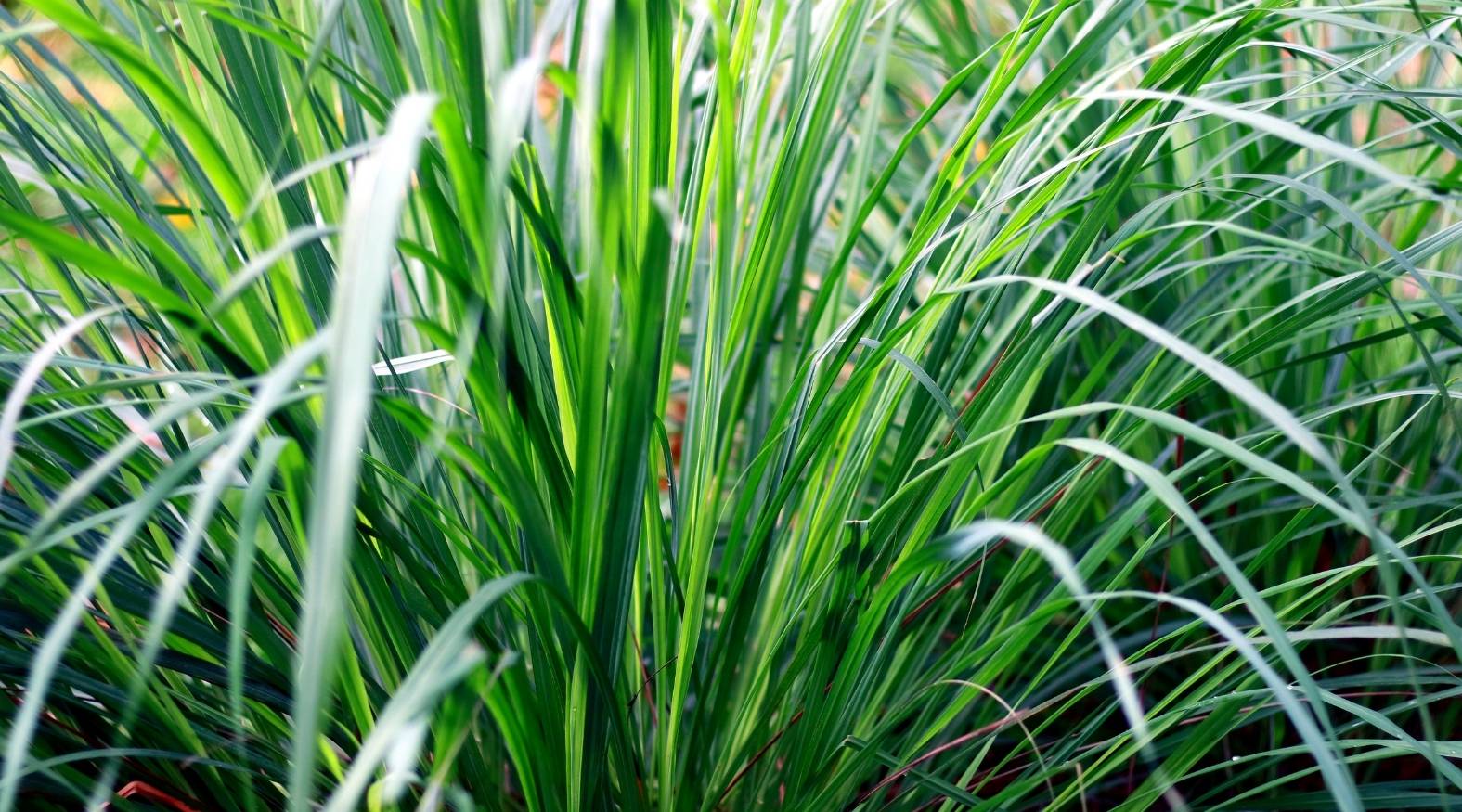 Lemongrass (Cymbopogon citratus) showing tall, slender green blades growing in dense clumps, with long, arching leaves and a fresh, vibrant appearance.