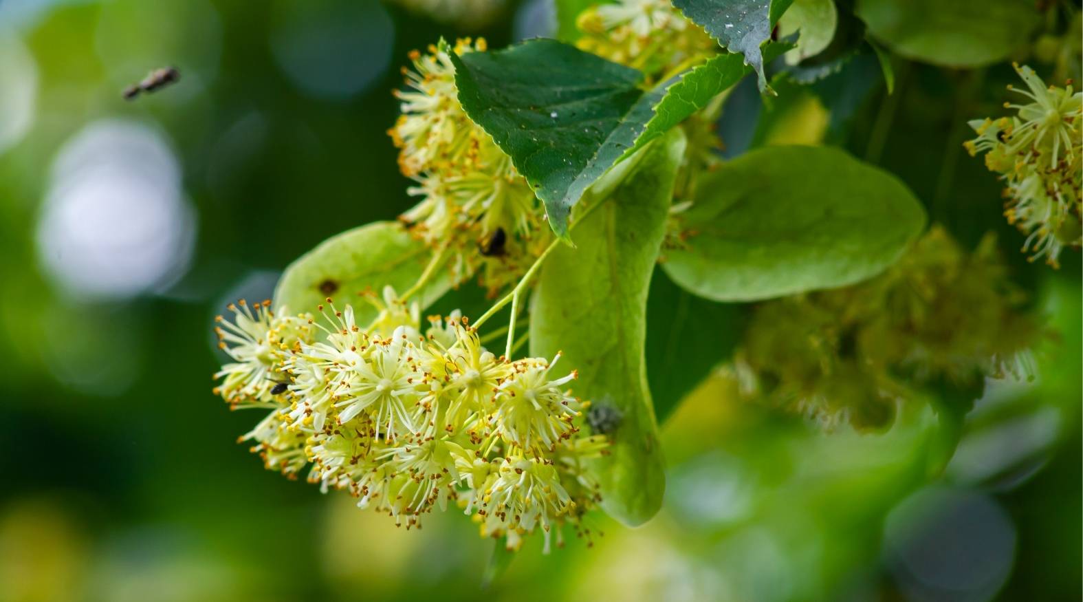 Linden flower (Tilia cordata) showing clusters of delicate pale yellow blossoms with fine stamens, accompanied by soft green bracts and leaves against a blurred natural background.