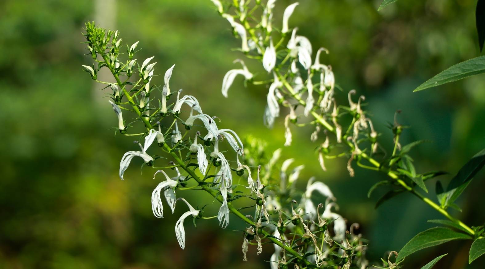 Lobelia (Lobelia inflata) showing slender green stems lined with small, delicate white flowers, some in bloom and others fading