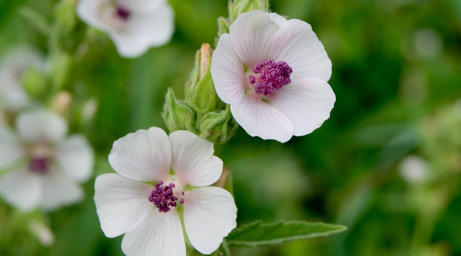 Marshmallow plant (Althaea officinalis) flowers showing soft, pale petals with delicate pink centers and prominent stamens, surrounded by green buds and foliage.