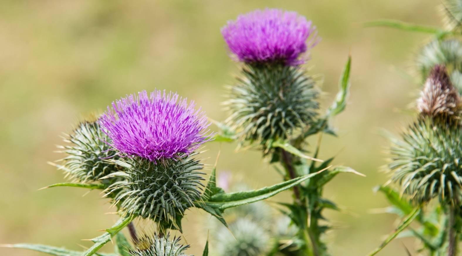 Milk thistle (Silybum marianum) showing spiny green flower heads topped with vibrant purple blooms