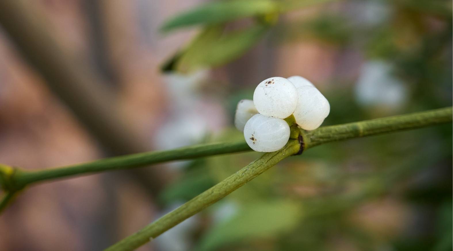 Close-up of mistletoe (Viscum album) showing small clusters of round, translucent white berries attached to slender green stems.