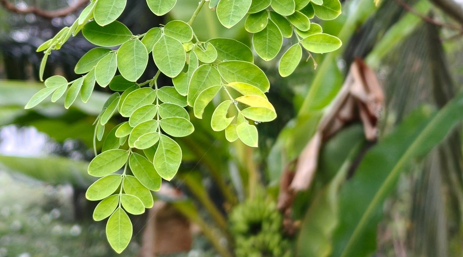 Close-up of moringa (Moringa oleifera) leaves showing clusters of small, oval leaflets arranged along slender stems
