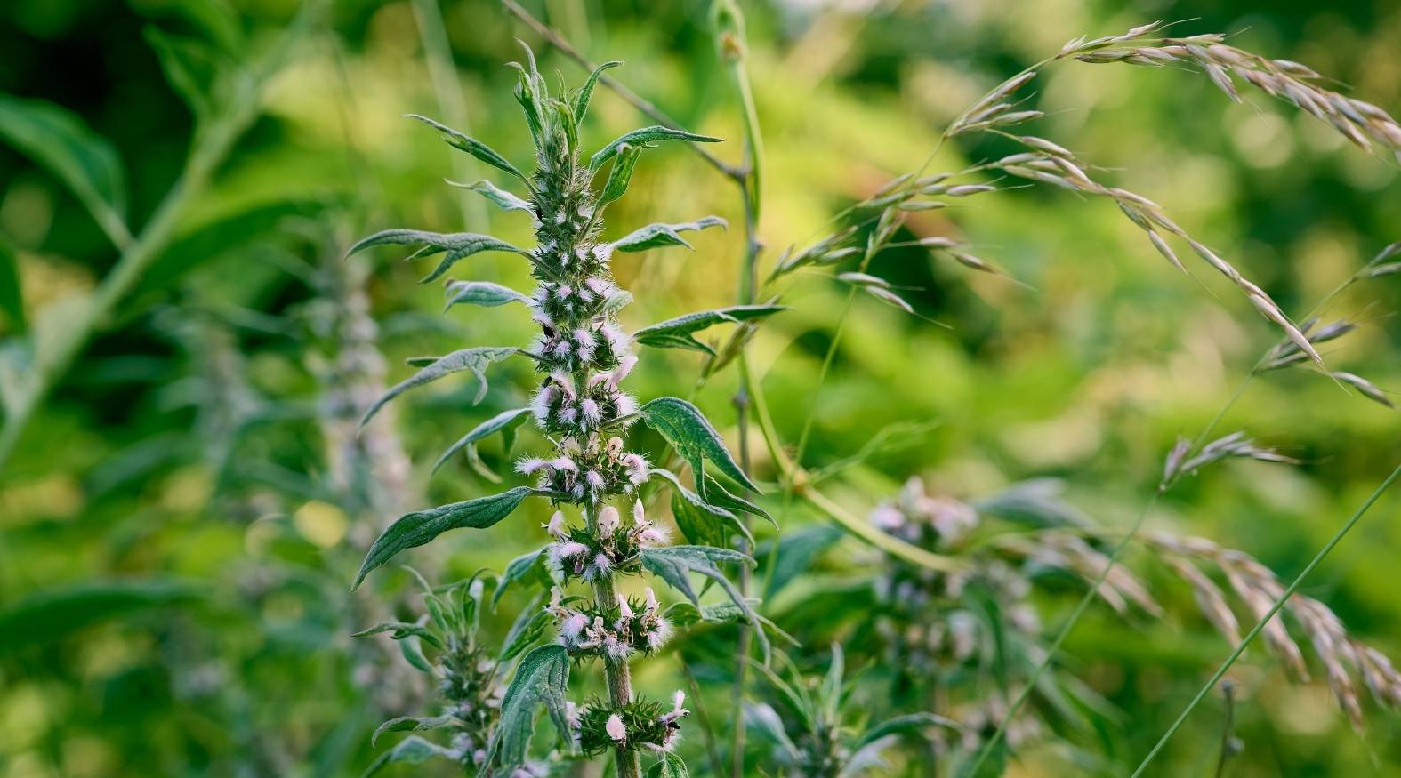 Motherwort (Leonurus cardiaca) showing upright stems lined with small, pale pink to lavender flowers clustered at the leaf nodes, surrounded by textured green leaves