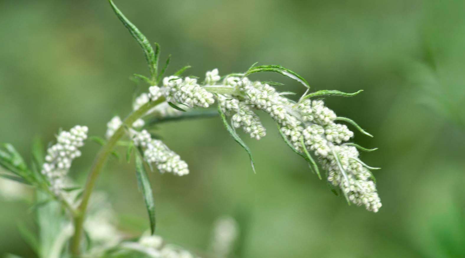 Close-up of mugwort (Artemisia vulgaris) displaying slender, arching stems with clusters of tiny pale greenish-white flower buds and narrow, deeply lobed leaves.