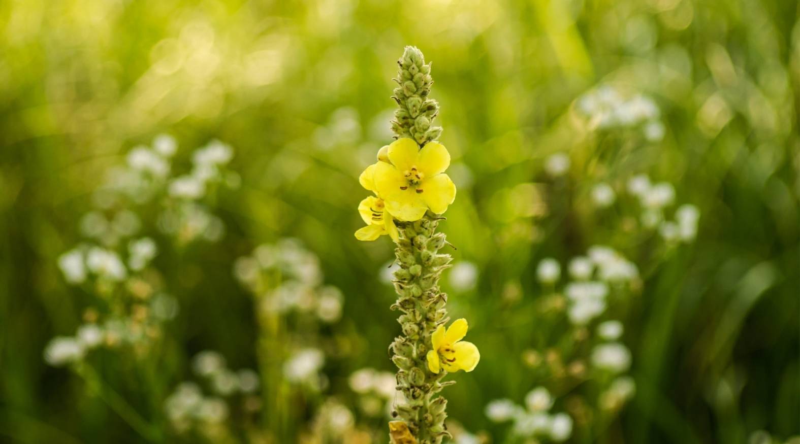 Close-up of mullein (Verbascum thapsus) featuring a tall, upright flower spike with soft yellow blossoms emerging from densely packed buds