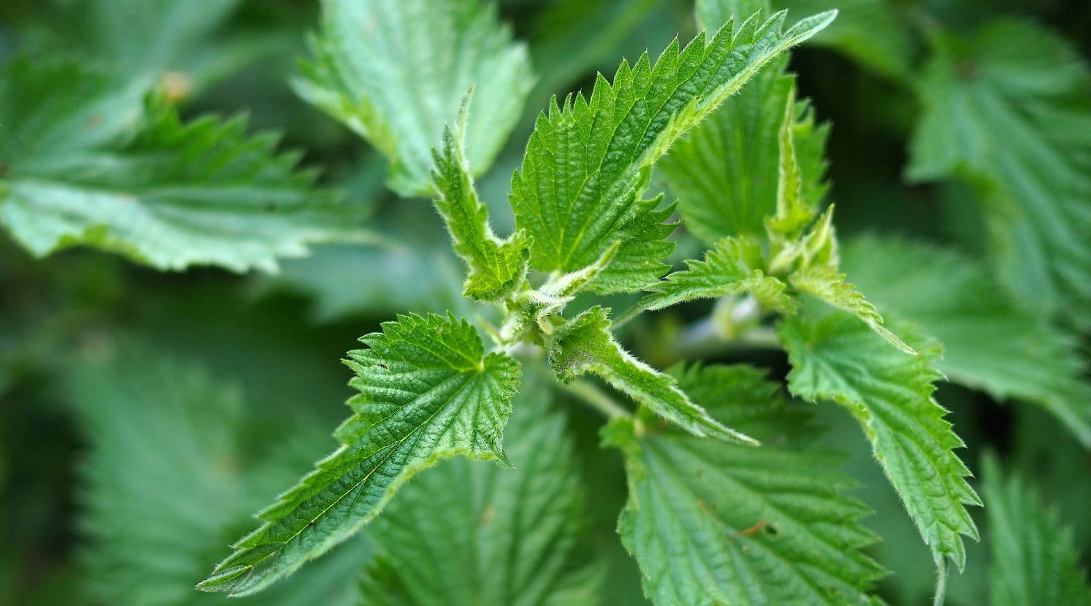 Close-up of nettle leaf (Urtica dioica) showing sharply serrated, vibrant green leaves with fine stinging hairs along the stems and edges