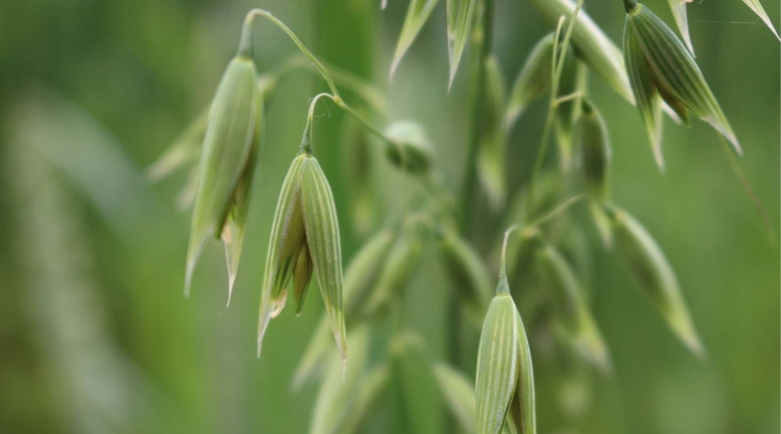 Close-up of oat straw (Avena sativa) showing delicate, drooping green seed heads hanging from slender stems, with softly striped husks.