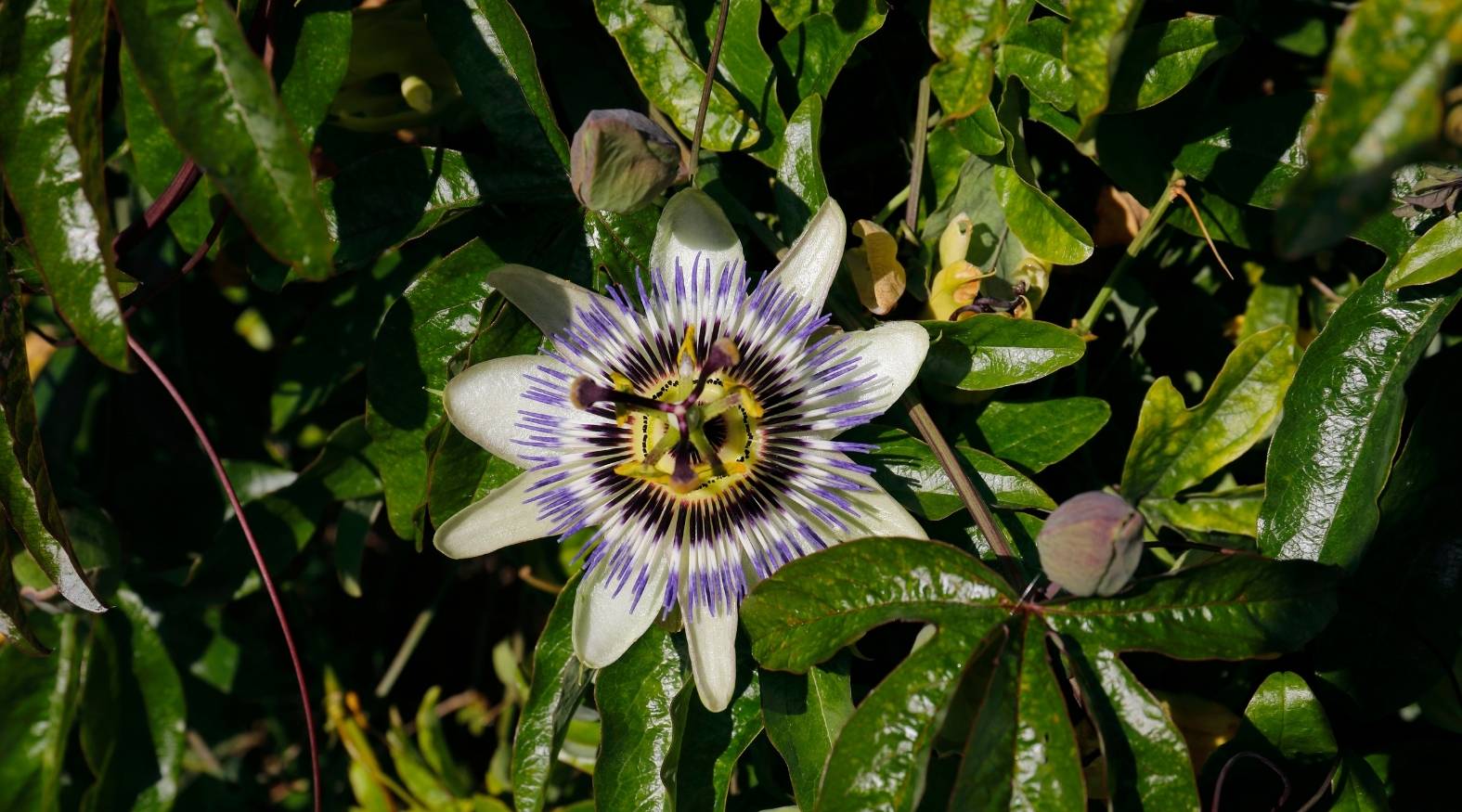 Close-up of passionflower (Passiflora incarnata) featuring a striking, intricate bloom with white petals and a vivid corona of purple and blue filaments, surrounded by glossy green leaves and unopened buds.