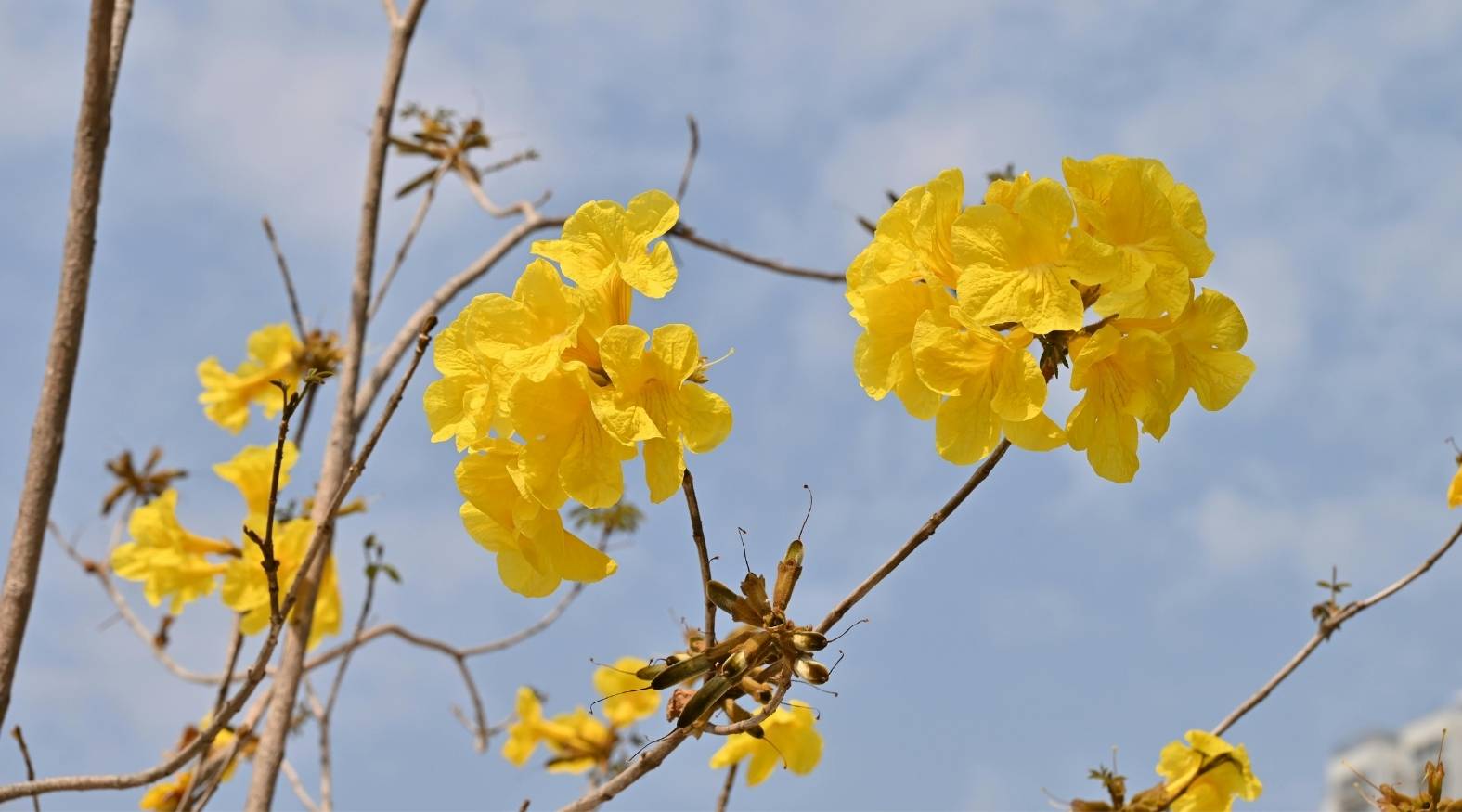 Pau D’Arco (Tabebuia impetiginosa) blossoms, featuring clusters of bright yellow, trumpet-shaped flowers blooming along bare branches