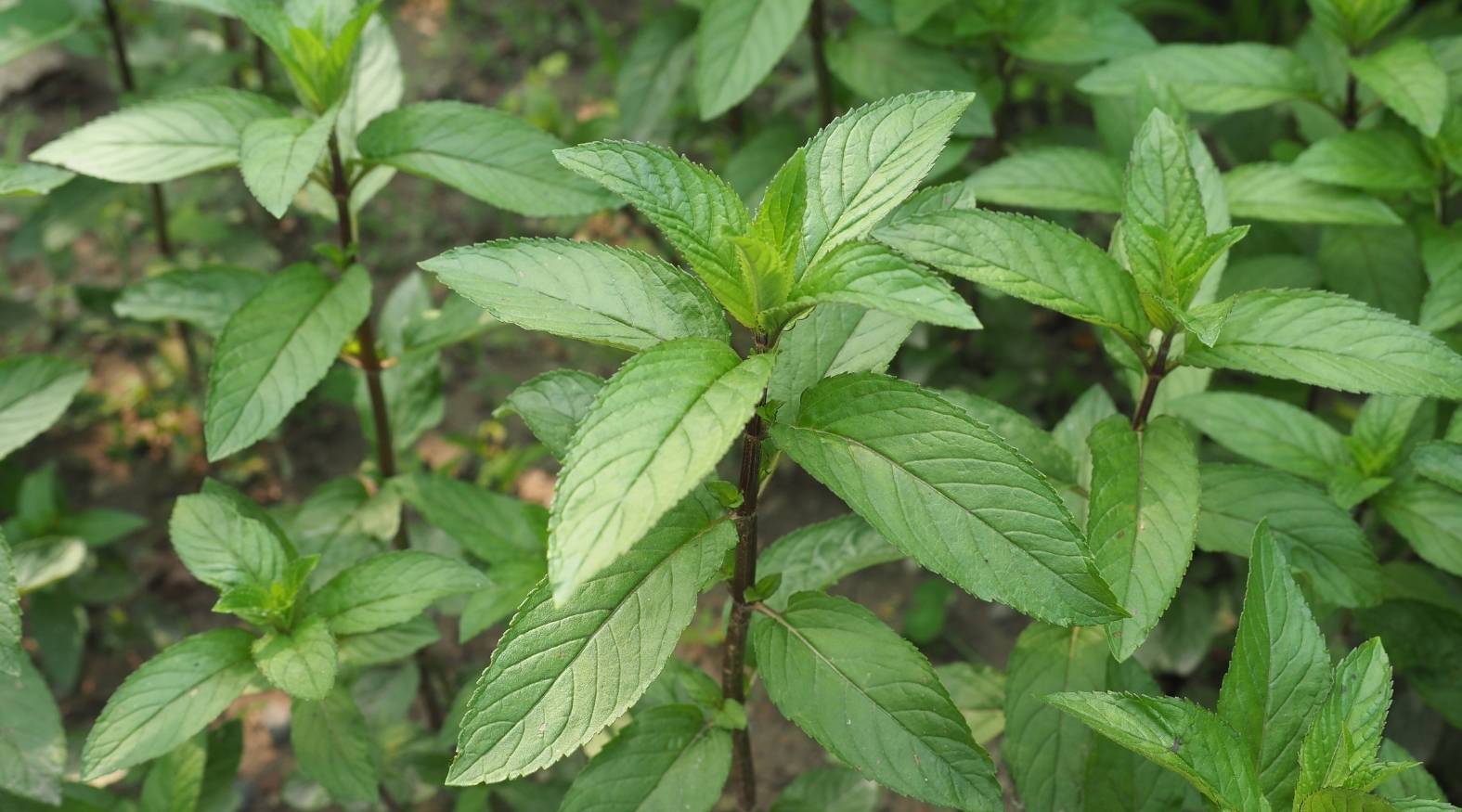 Close-up of peppermint (Mentha × piperita) showing fresh, vibrant green leaves with finely serrated edges growing in opposite pairs along upright stems