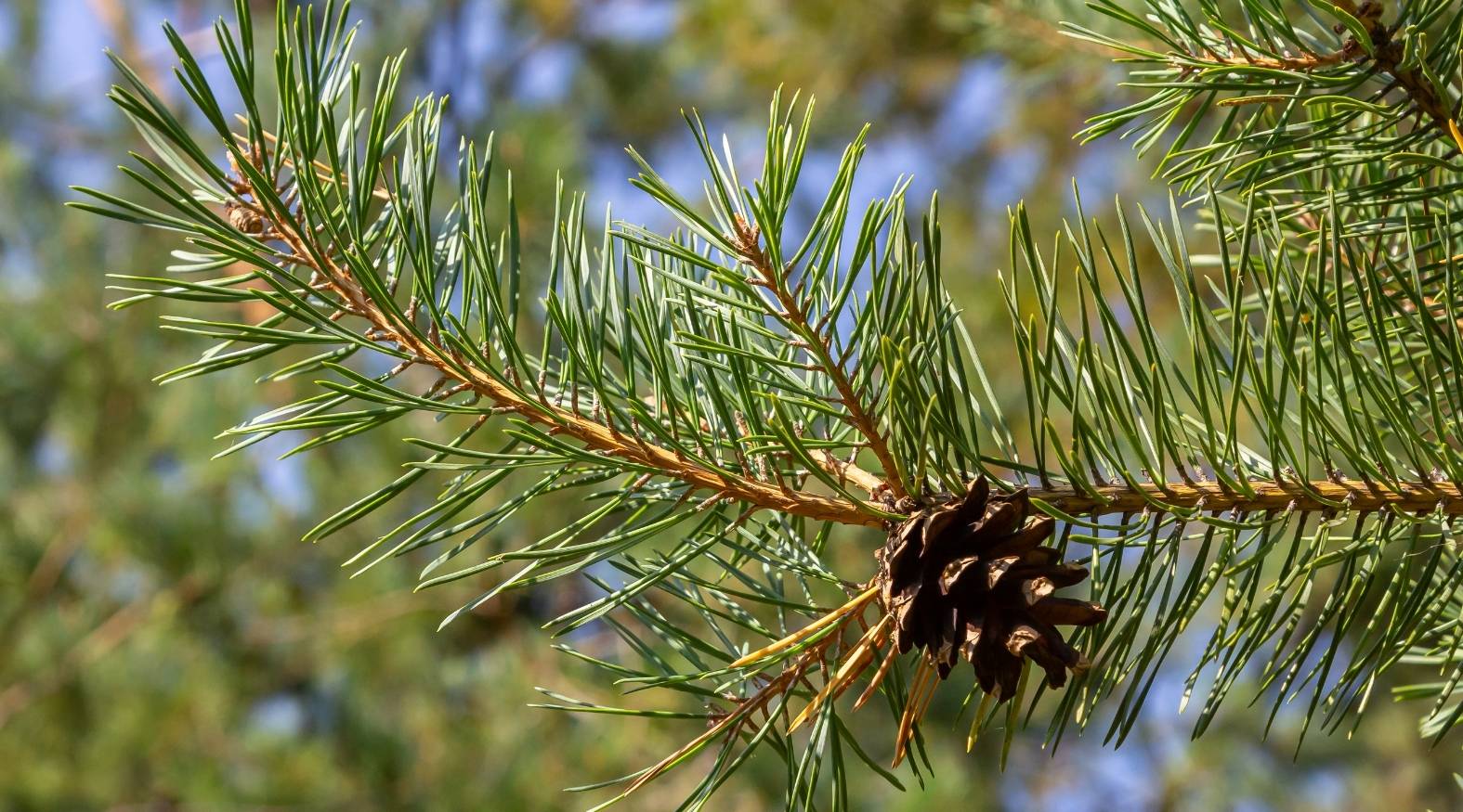 Close-up of pine needles (Pinus spp.) showing long, slender green needles radiating from a woody branch, with a small pine cone attached
