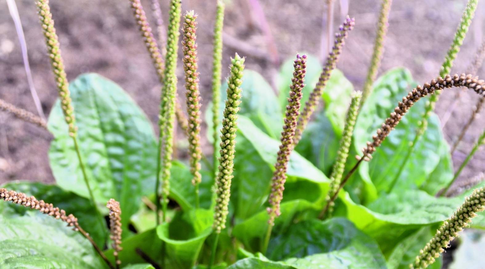 Close-up of plantain leaf (Plantago major) showing broad, smooth green leaves with prominent parallel veins, accompanied by upright flower spikes densely packed with tiny greenish seed clusters.