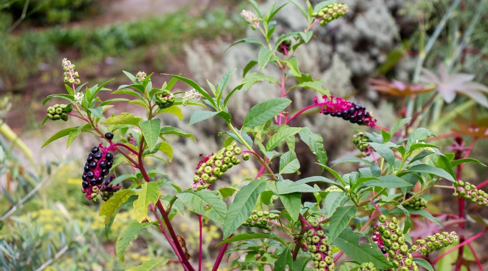 Close-up of poke root plant (Phytolacca americana) showing reddish-purple stems with clusters of green and dark purple berries, surrounded by elongated green leaves