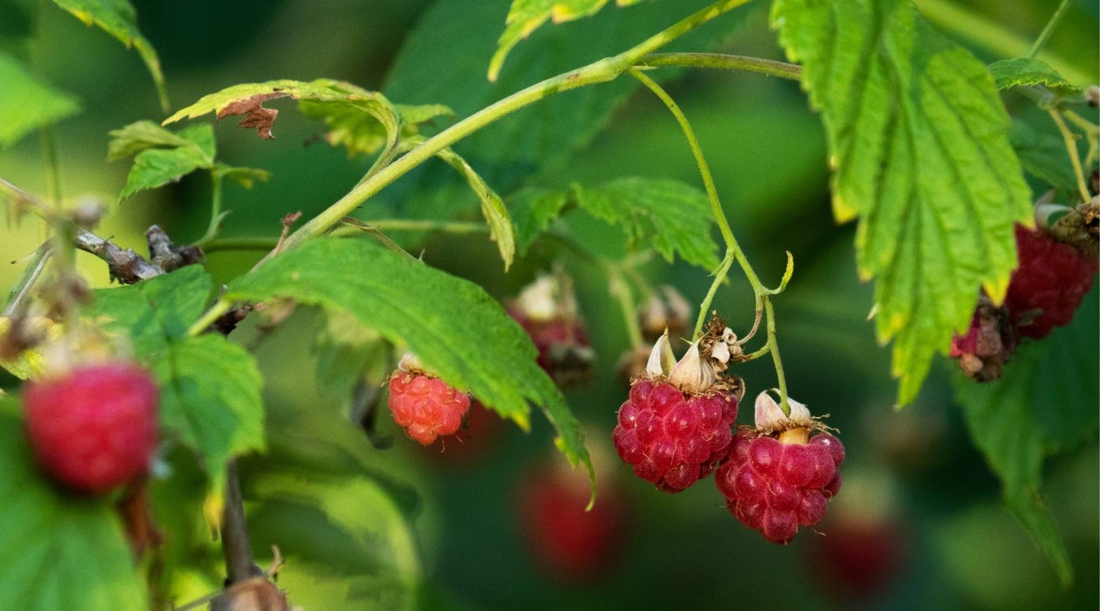 Close-up of raspberry leaf (Rubus idaeus) showing serrated green leaves and delicate stems, with clusters of ripe red raspberries hanging beneath against a softly blurred garden background.