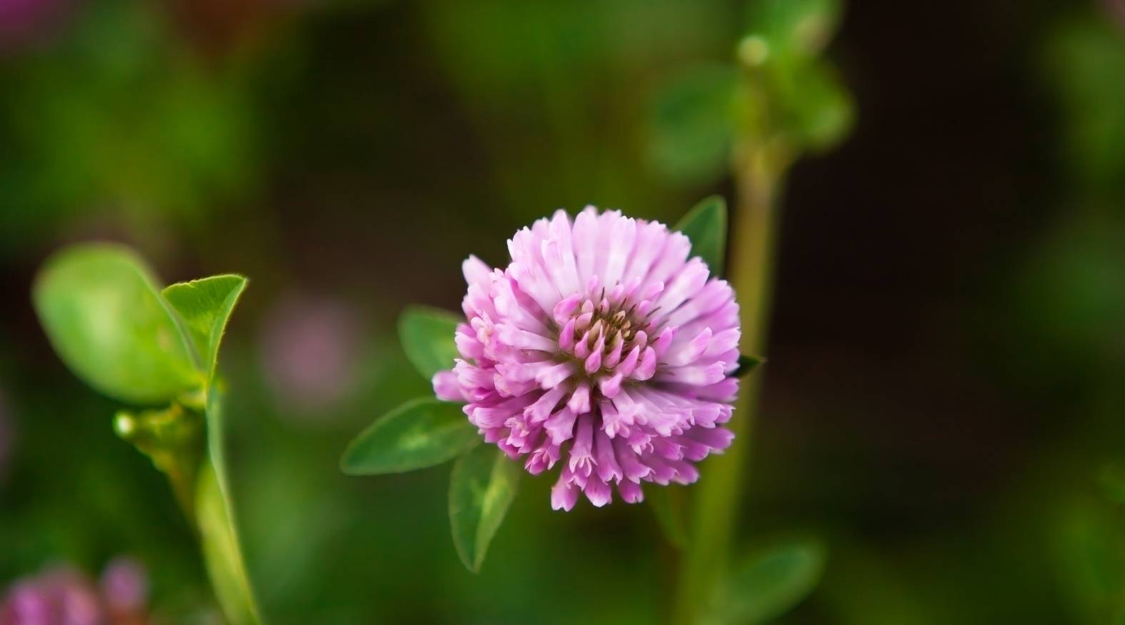 Close-up of red clover (Trifolium pratense) featuring a rounded pink-purple flower head composed of many small florets, accompanied by trifoliate green leaves