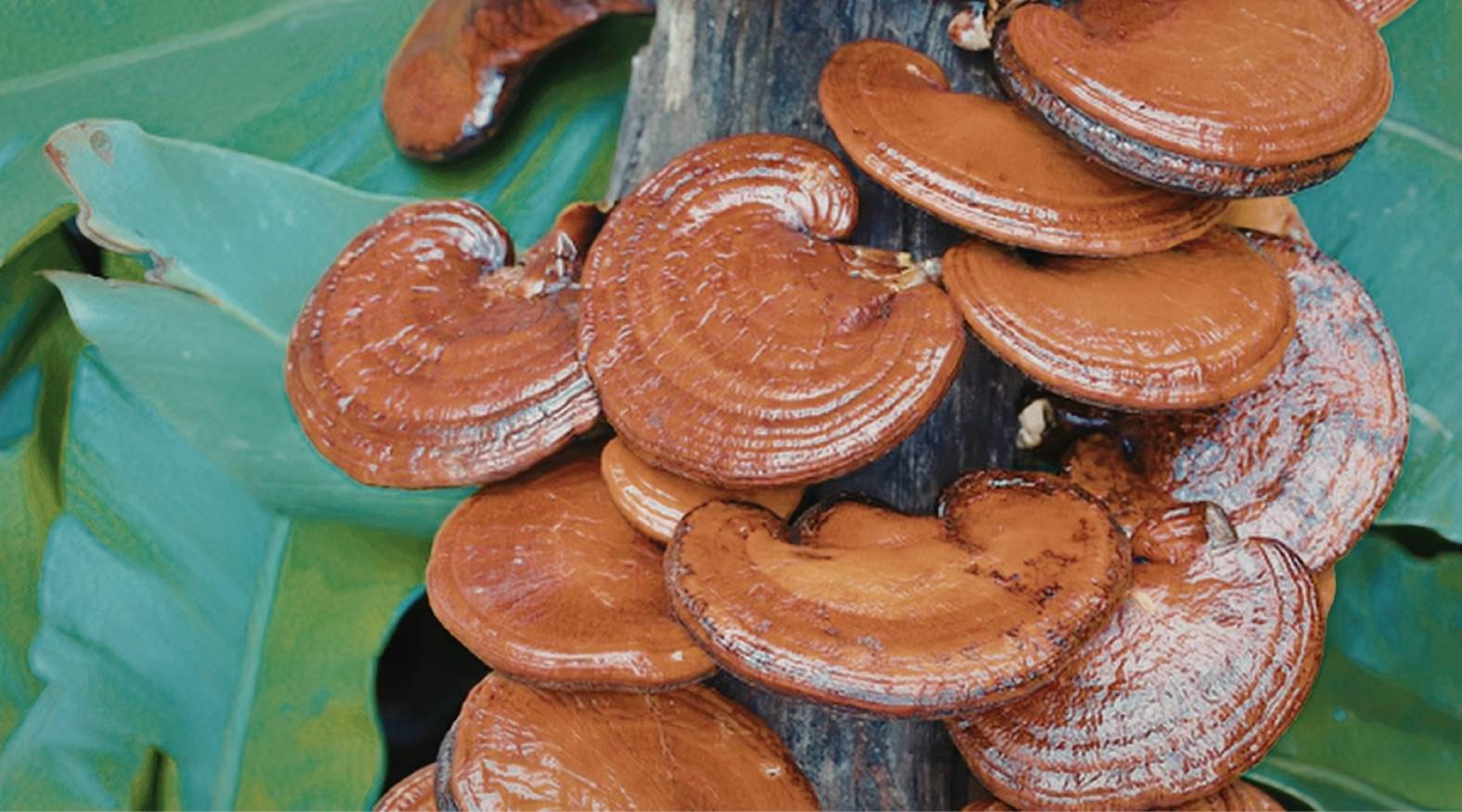 Reishi mushroom (Ganoderma lucidum) growing in layered clusters on a tree trunk, featuring smooth, glossy, reddish-brown caps with a lacquered appearance