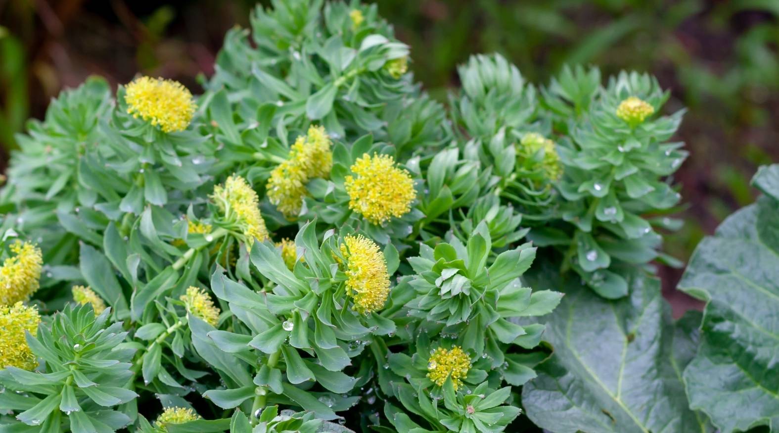 Close-up of rhodiola (Rhodiola rosea) showing dense clusters of fleshy green leaves topped with small, rounded yellow flower heads, with visible droplets of moisture adding a fresh, alpine appearance.