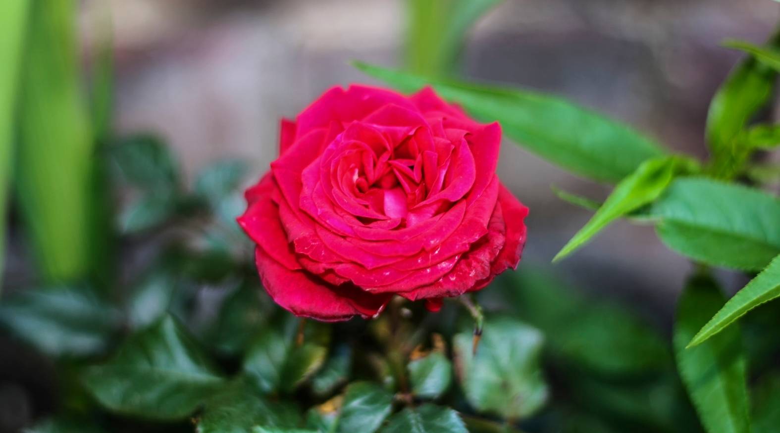 Close-up of a vibrant red rose (Rosa spp.) in bloom, showing layered, velvety petals arranged in a tight rosette, surrounded by glossy green leaves