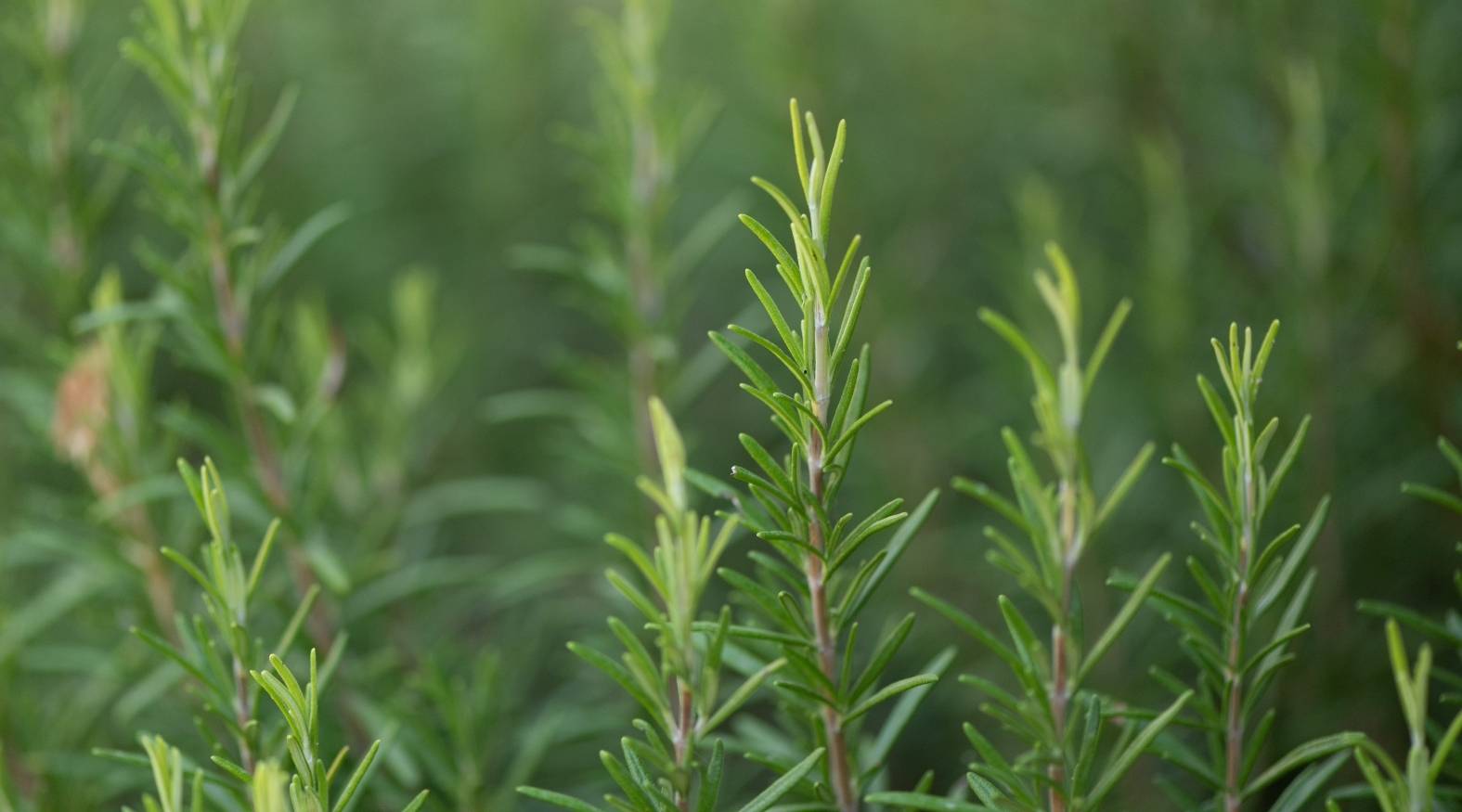 Close-up of rosemary (Salvia rosmarinus) showing slender, needle-like green leaves growing densely along upright woody stems, with a soft, blurred green background highlighting its fresh, aromatic appearance.