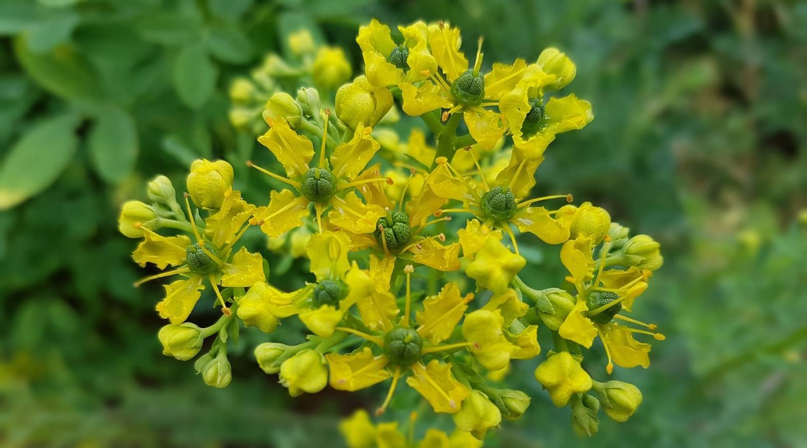 Rue (Ruta graveolens) flowers, featuring clusters of small, bright yellow blossoms with frilled petals and prominent green central structures