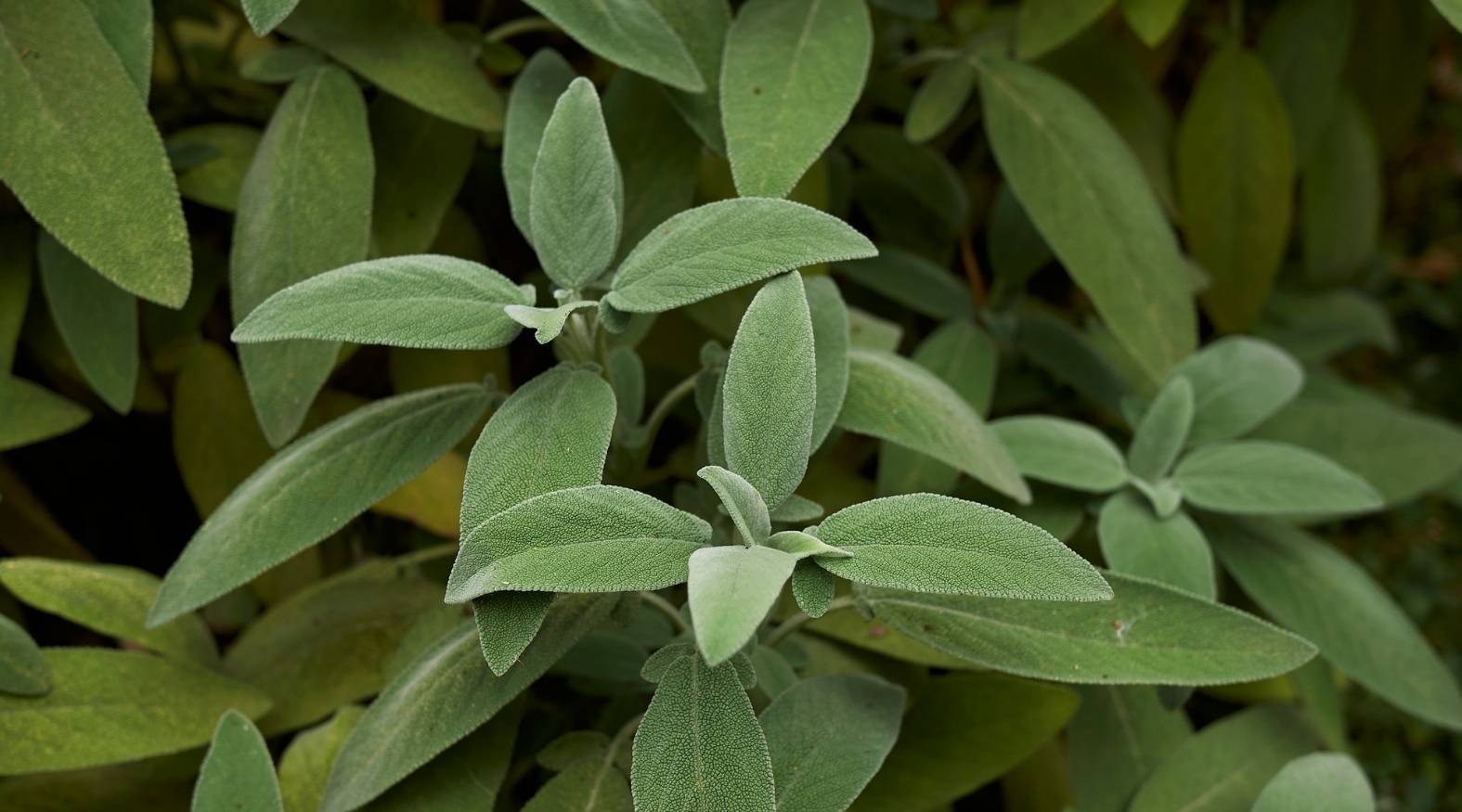 Sage (Salvia officinalis) plant with soft, oval green leaves.