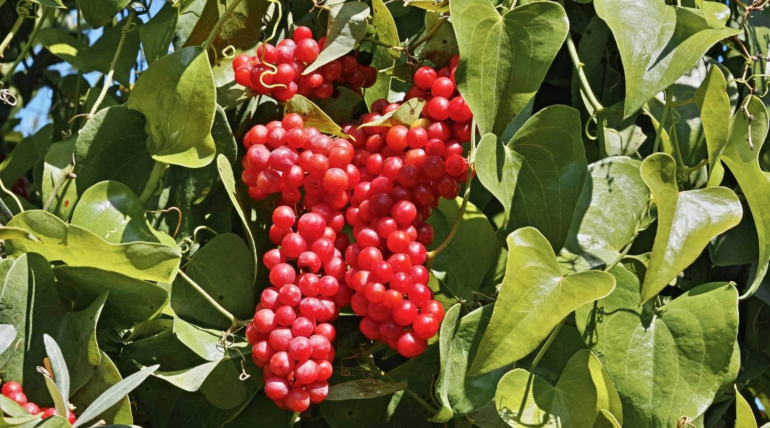 Sarsaparilla (Smilax spp.) showing dense clusters of small, round, bright red berries hanging among glossy, heart-shaped green leaves and curling vine tendrils