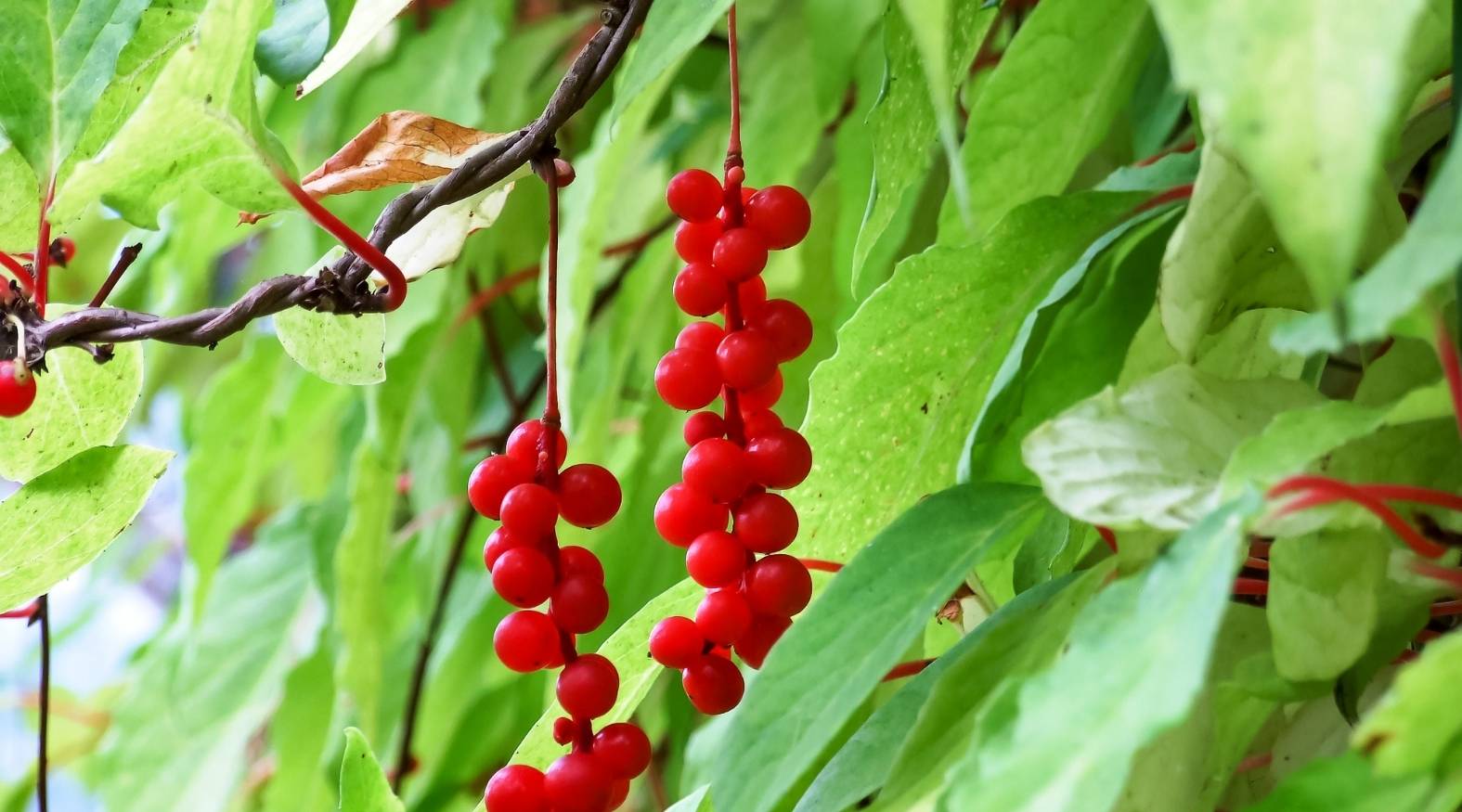 Schisandra (Schisandra chinensis) showing elongated clusters of small, glossy red berries hanging from thin stems, surrounded by vibrant green leaves and woody vine branches.
