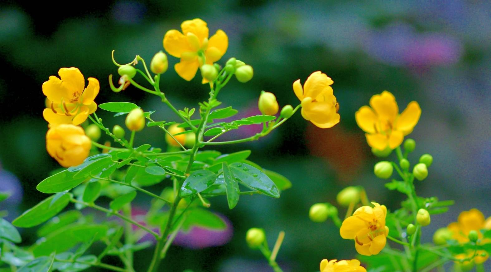 Close-up of senna leaf (Senna alexandrina) showing slender, pinnate leaves composed of multiple pairs of smooth, oval-shaped leaflets arranged along a central stem