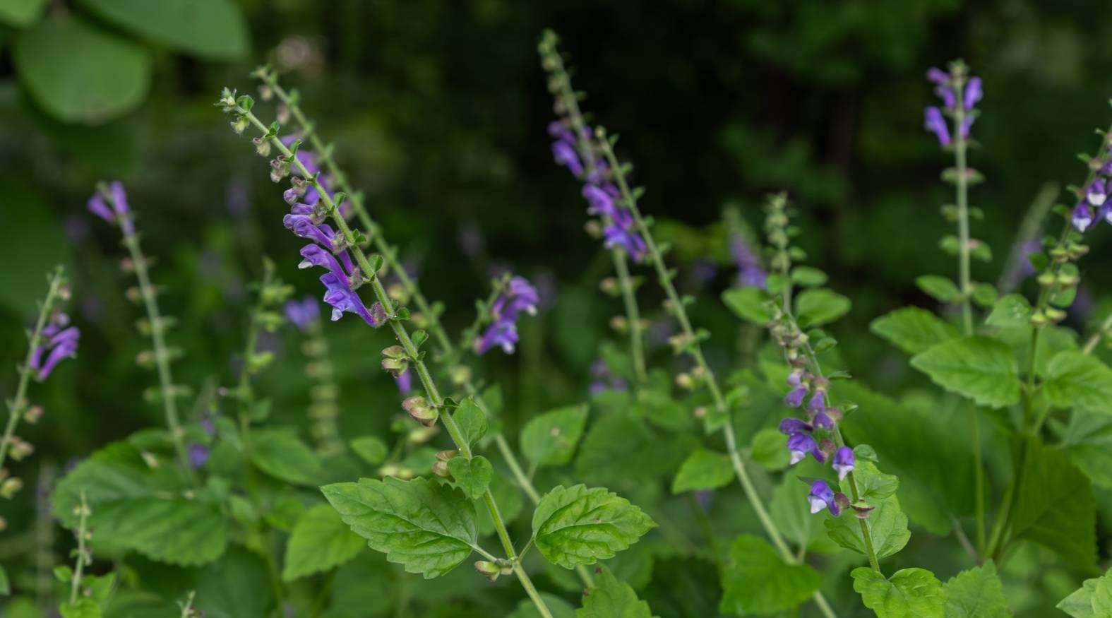 Close-up of skullcap (Scutellaria lateriflora) showing slender green stems lined with small, tubular purple-blue flowers arranged along vertical spikes, accompanied by soft, serrated green leaves in a lush, natural setting.