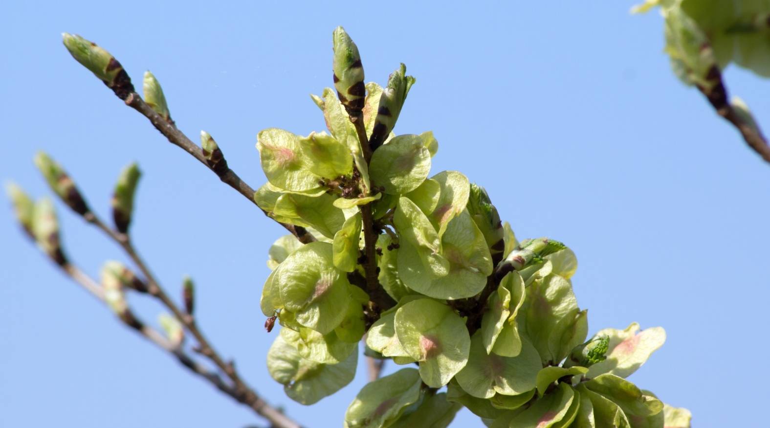 Close-up of slippery elm (Ulmus rubra) showing clusters of small, pale green, papery seed pods (samaras) emerging along slender branches, with young buds visible against a clear blue sky.