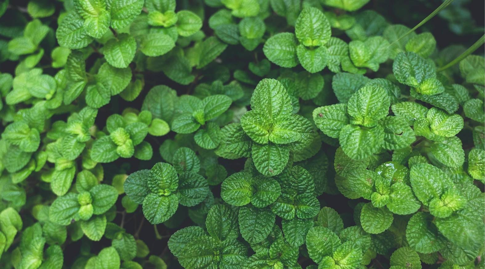 Spearmint (Mentha spicata) showing dense clusters of bright green, textured leaves with a slightly wrinkled surface and serrated edges, forming a lush, aromatic ground cover.