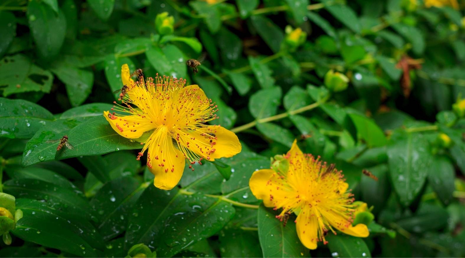 St. John’s Wort (Hypericum perforatum) featuring bright yellow, star-shaped flowers with prominent clusters of fine, thread-like stamens tipped with red.
