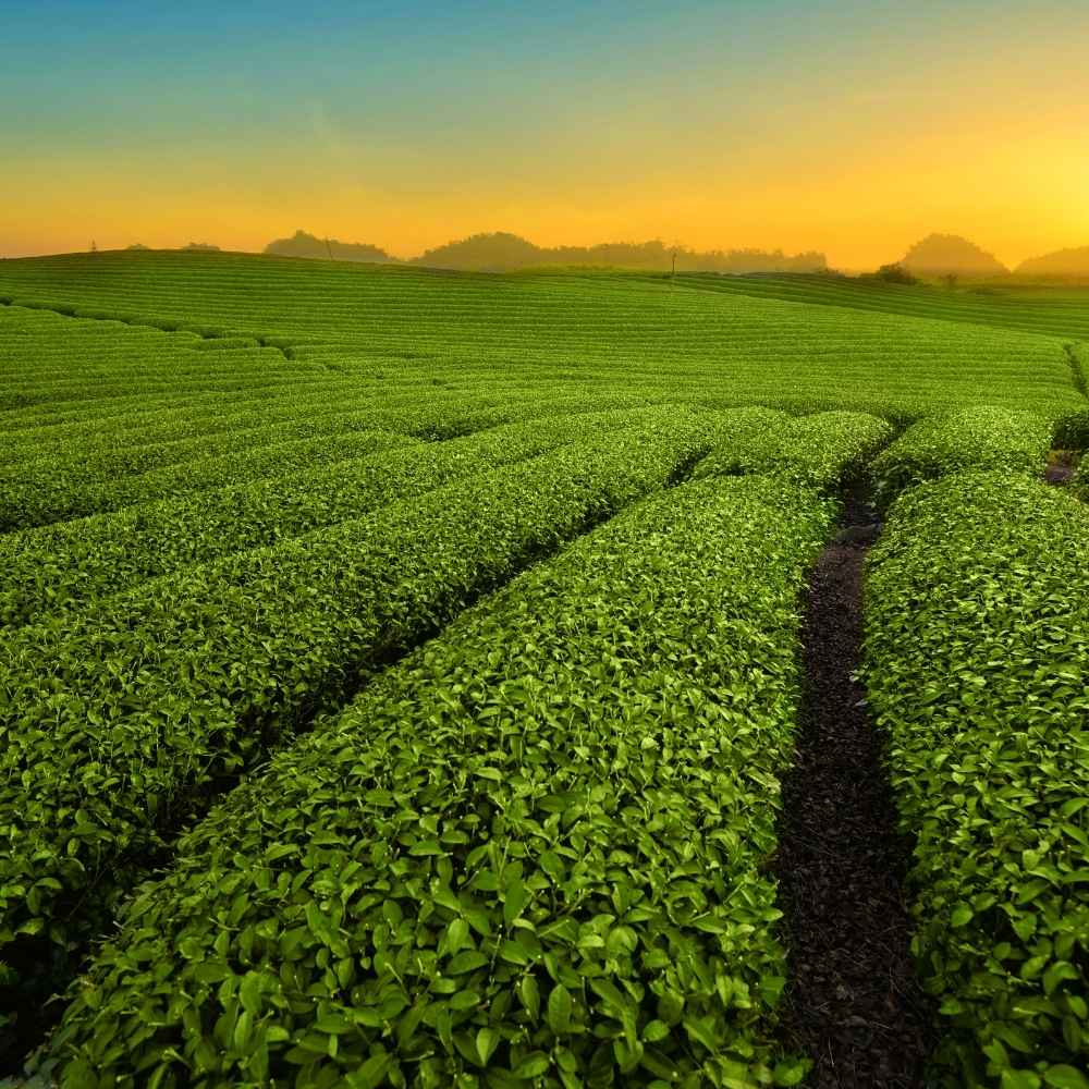 Why Plant Parts Matter in Herbal Tea Preparation