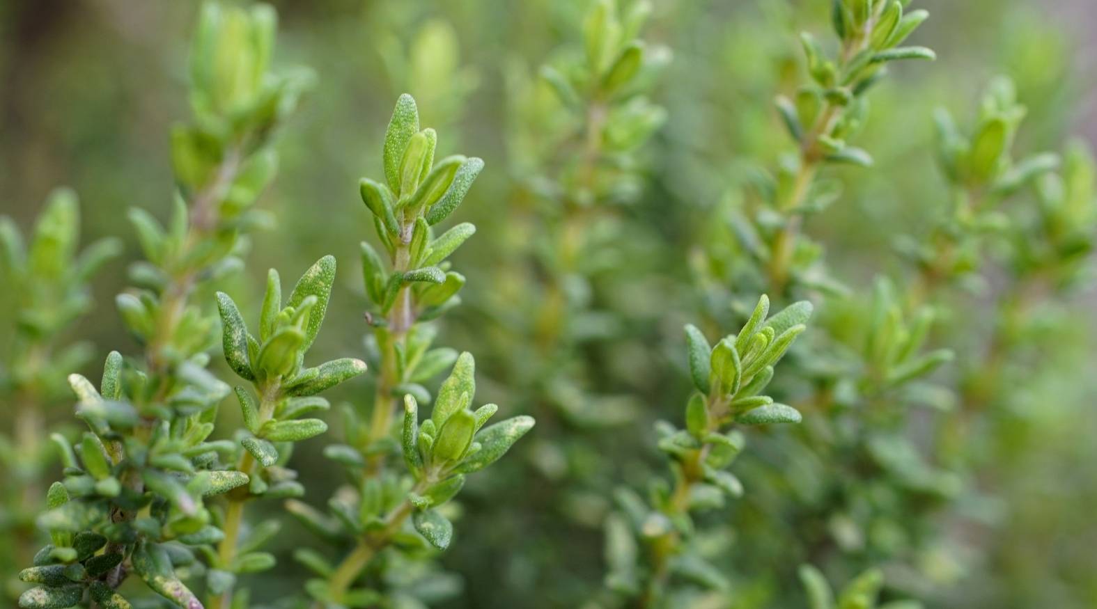 Close-up of thyme (Thymus vulgaris) showing slender stems lined with tiny, oval-shaped leaves.