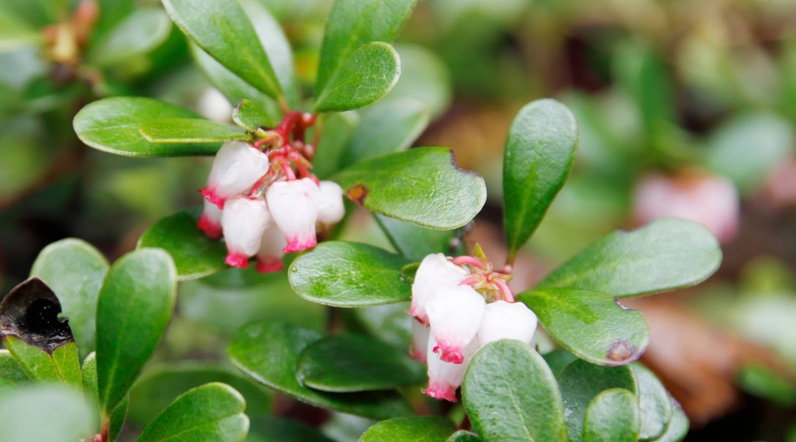 Uva ursi (Arctostaphylos uva-ursi) showing small, glossy, oval-shaped evergreen leaves surrounding delicate, bell-shaped flowers.