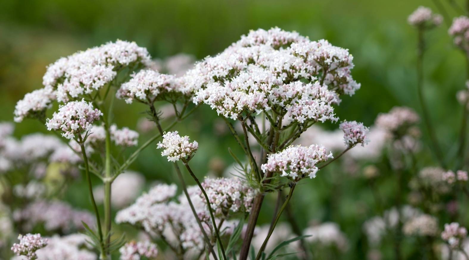 Valerian (Valeriana officinalis) in bloom, featuring clusters of small, delicate flowers in soft shades of white to pale pink. The blossoms form airy, rounded heads atop slender green stems