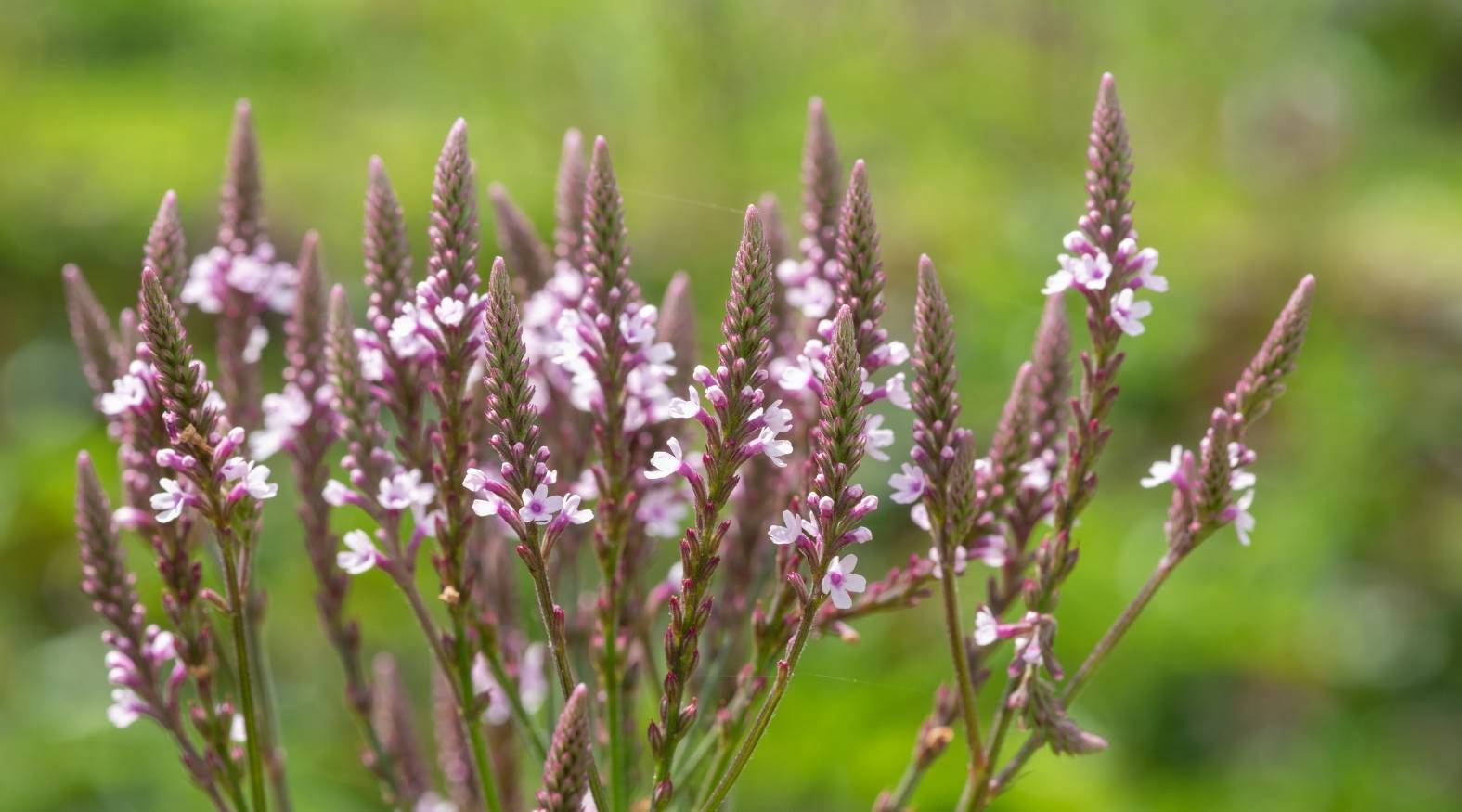 Vervain (Verbena officinalis) featuring slender, upright spikes of small, delicate flowers in soft shades of pale purple and pink.