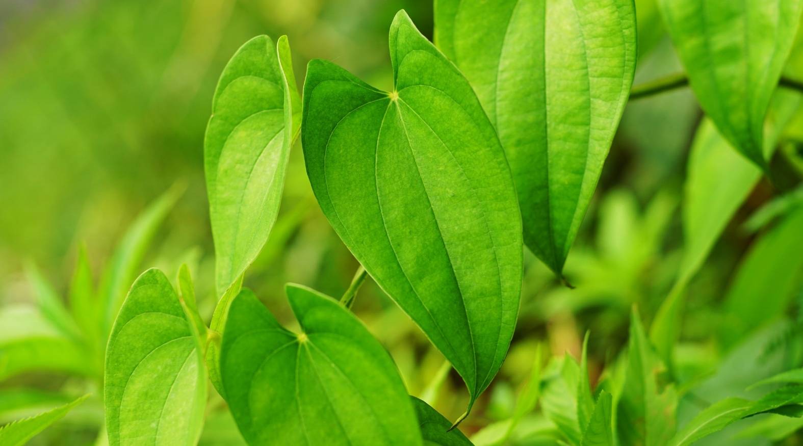 Wild yam (Dioscorea villosa) leaves showing smooth, heart-shaped foliage with clearly defined veins radiating from the centre.
