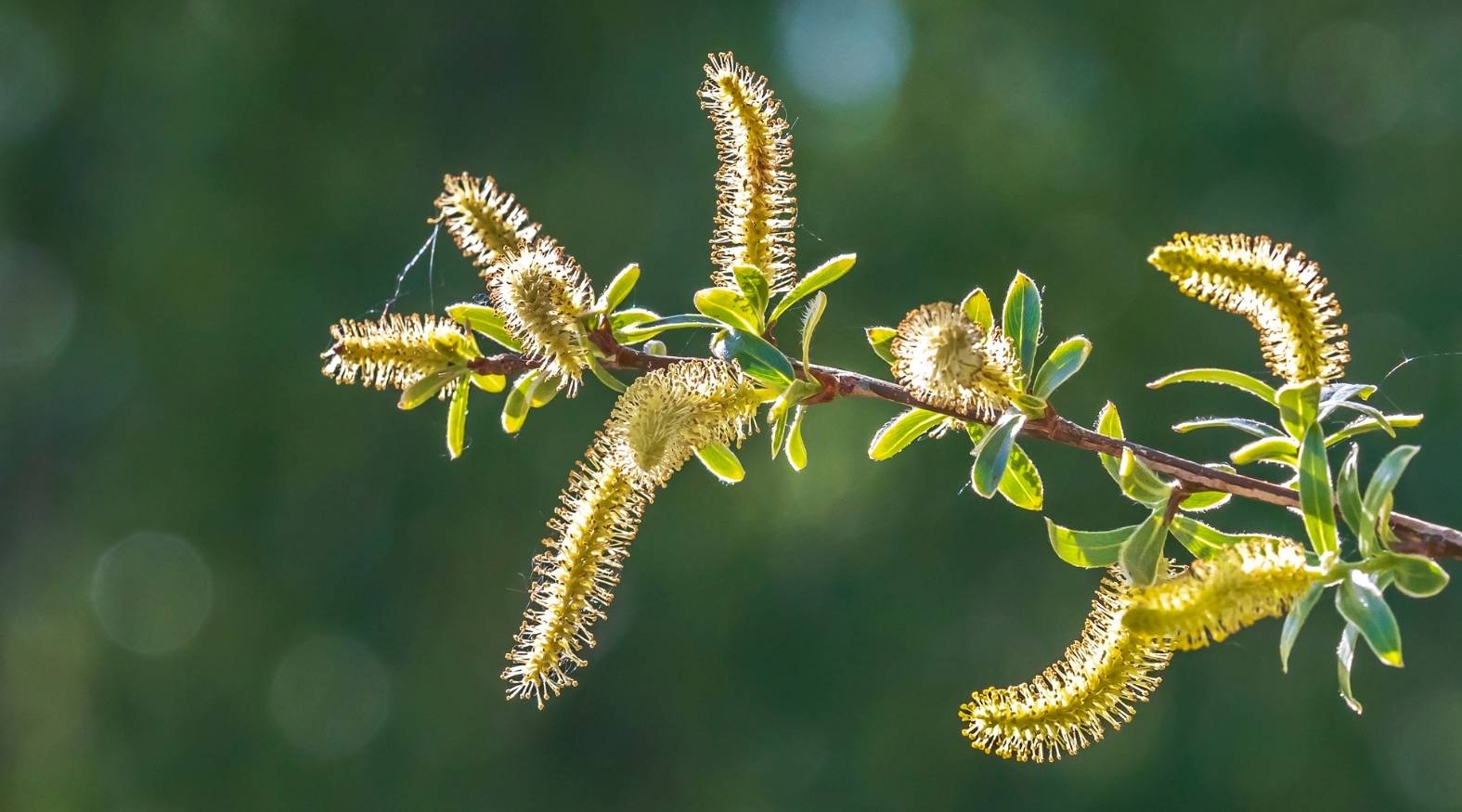 Close-up of willow (Salix alba) branches featuring slender twigs adorned with elongated, soft catkins in pale yellow tones.