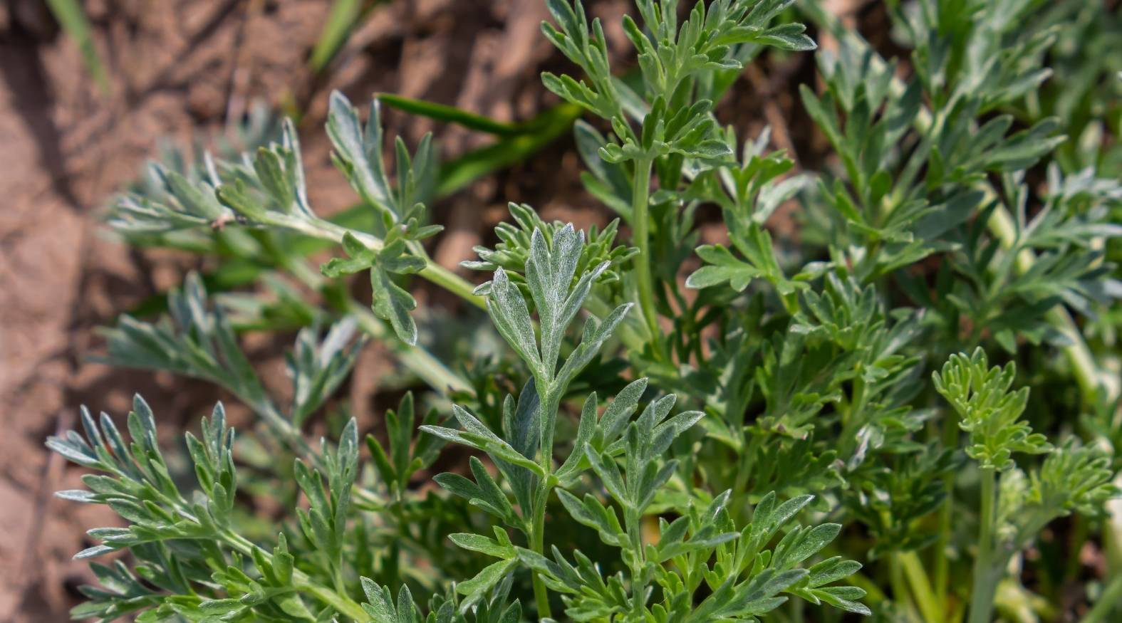 Close-up of wormwood (Artemisia absinthium) displaying finely divided, feathery leaves with a soft, silvery-green hue.